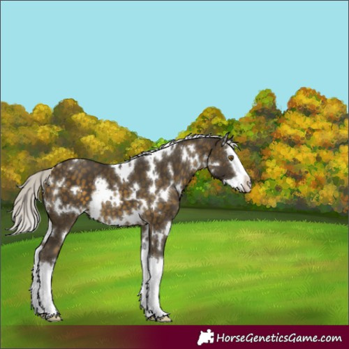 Horse Color:White Spotted Silver Buckskin Splash