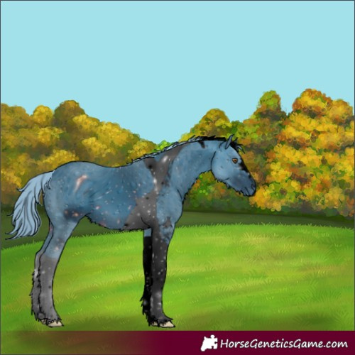 Horse Color:ERROR: UNKNOWN ANOMALY