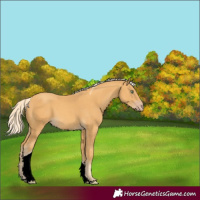 Horse Color:Gold Cream Champagne Tobiano 