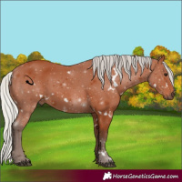 Horse Color:White Spotted Silver Bay 