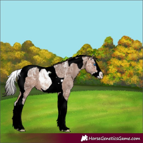 Horse Color:Sable Champagne Ice Splash Tobiano