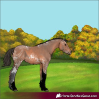 Horse Color:ERROR: UNKNOWN ANOMALY