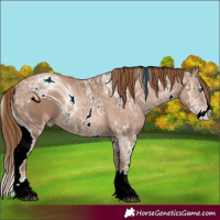 Horse Color:ERROR: UNKNOWN ANOMALY