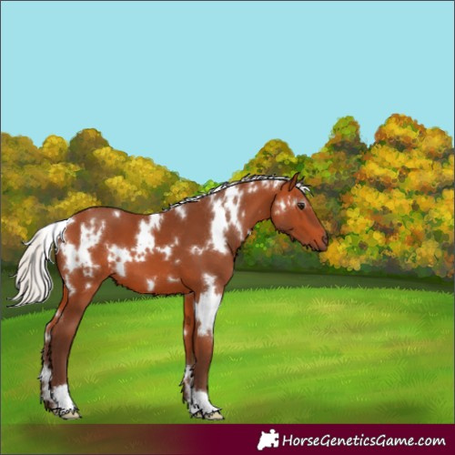 Horse Color:White Spotted Silver Bay 
