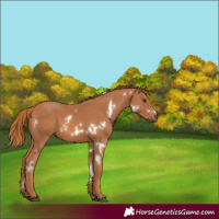 Horse Color:White Spotted Chestnut 
