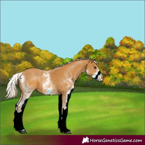 Horse Color:ERROR: UNKNOWN ANOMALY