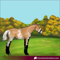 Horse Color:ERROR: UNKNOWN ANOMALY