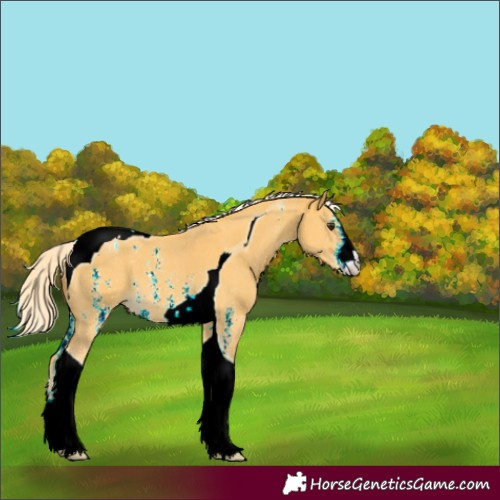 Horse Color:Palomino Sabino Tobiano