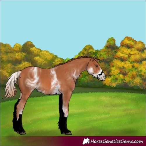 Horse Color:ERROR: UNKNOWN ANOMALY