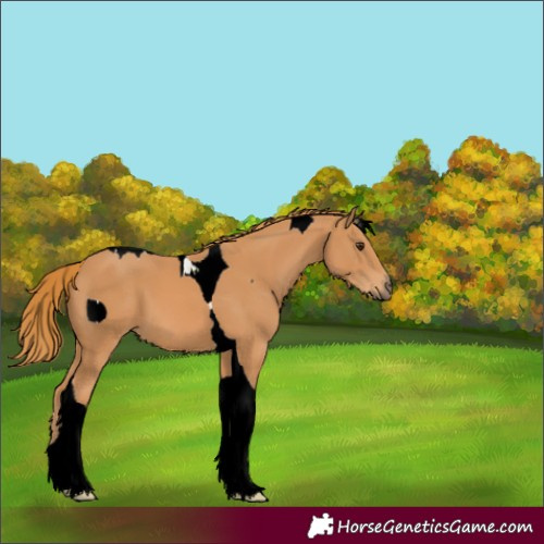 Horse Color:ERROR: UNKNOWN ANOMALY