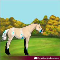 Horse Color:White Spotted Palomino Sabino 