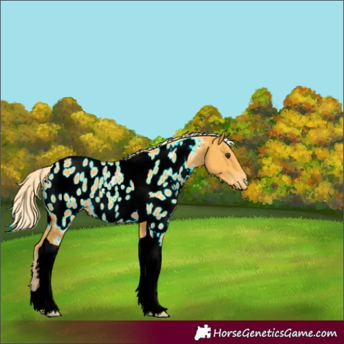 Horse Color:Palomino Tobiano Near Leopard 