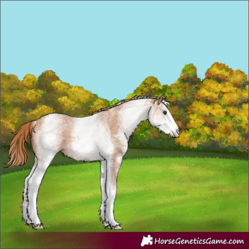 Horse Color:White Spotted Chestnut Sabino