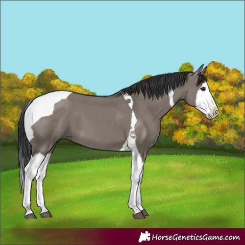Horse Color:Grullo Splash Tobiano 