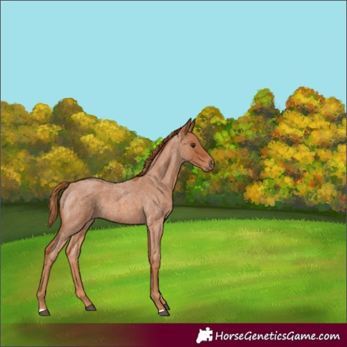 Horse Color:Red Roan