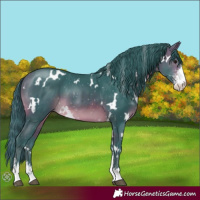 Horse Color:Watercolor White Spotted Brown Sabino