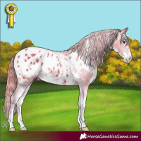 Horse Color:Watercolor White Spotted Chestnut Sabino Appaloosa