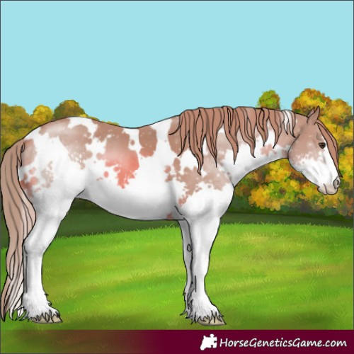 Horse Color:Watercolor White Spotted Chestnut Splash 
