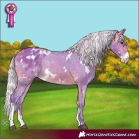 Horse Color:Watercolor White Spotted Silver Brown Sabino Appaloosa
