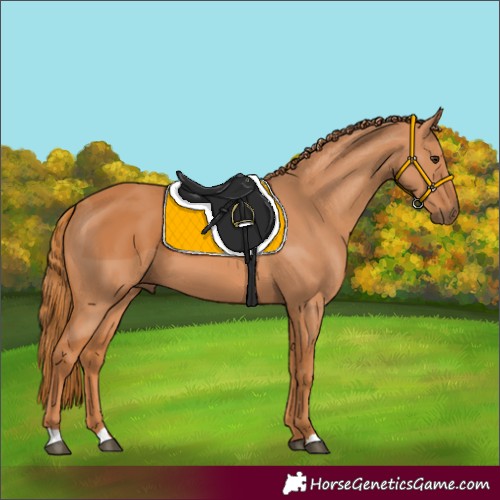 Horse Color:Chestnut 