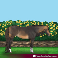 Horse Color:Buckskin Tobiano 