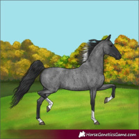 Horse Color:Blue Roan Tobiano 