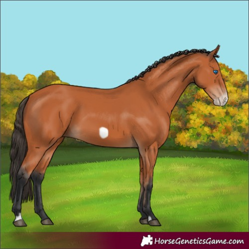 Horse Color:Bay Frame 