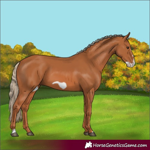Horse Color:Chestnut Frame
