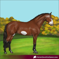 Horse Color:Gray Bay Frame 