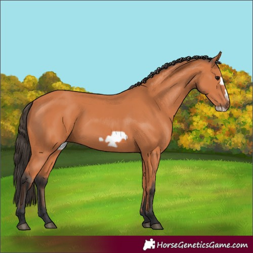 Horse Color:Bay Frame 