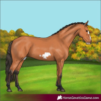 Horse Color:Bay Frame 