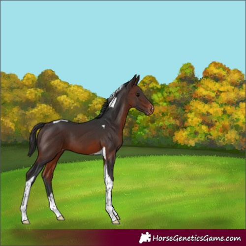 Horse Color:Brown Tobiano Appaloosa 