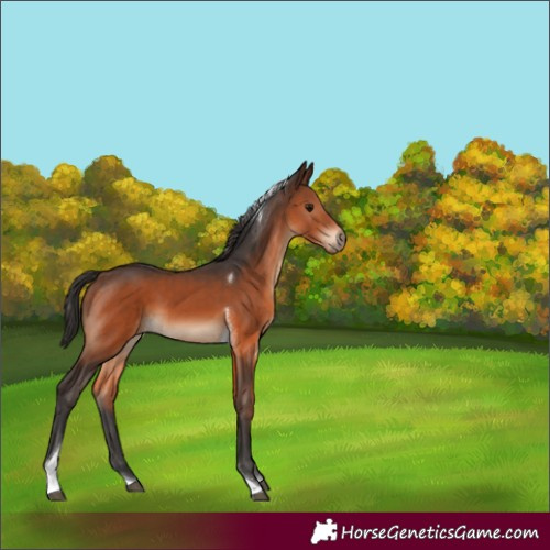 Horse Color:Brown Tobiano