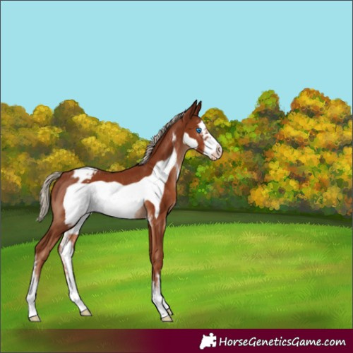 Horse Color:Chestnut Sabino Frame Appaloosa Rabicano 
