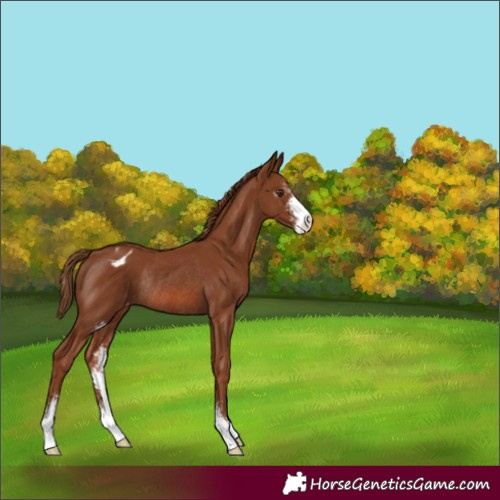 Horse Color:Chestnut Sabino Appaloosa Rabicano 