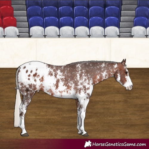 Horse Color:Silver Brown Sabino Appaloosa 