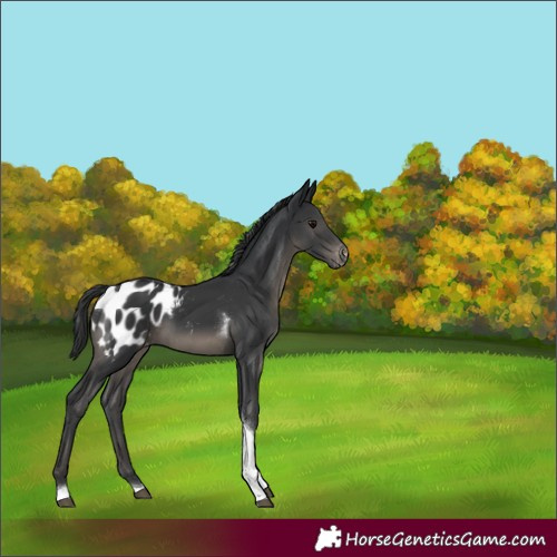 Horse Color:Black Tobiano Appaloosa 