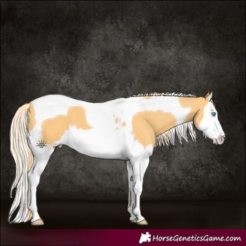 Horse Color:Palomino Dun Splash Tobiano 