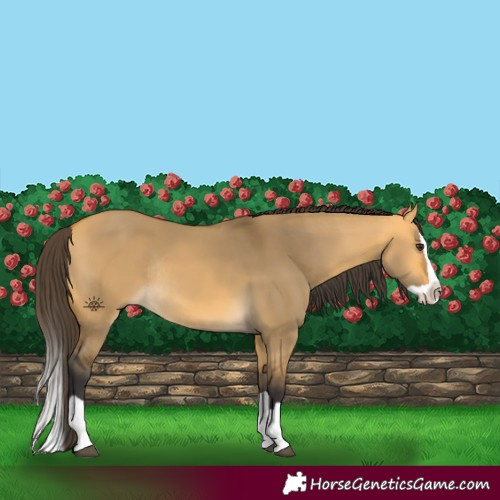 Horse Color:Buckskin Dun Splash Rabicano 