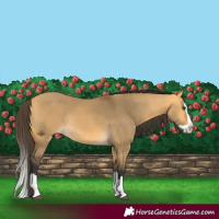 Horse Color:Buckskin Dun Splash Rabicano