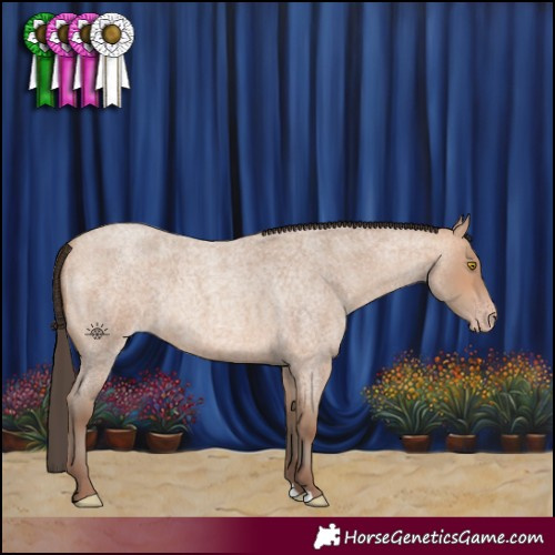 Horse Color:Amber Champagne Roan Rabicano 