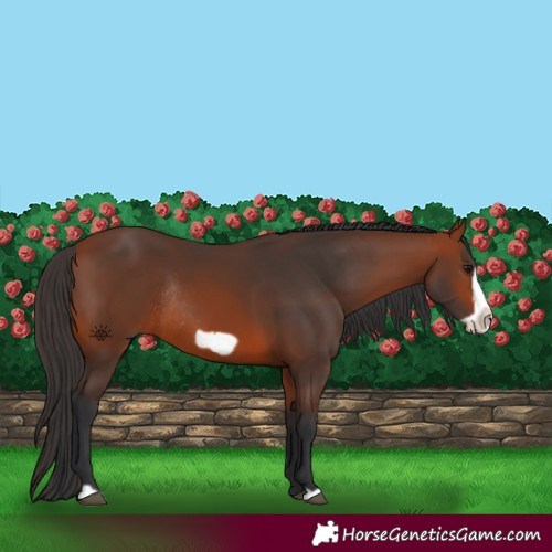 Horse Color:Bay Frame Rabicano 