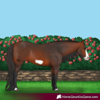 Horse Color:Bay Frame Rabicano