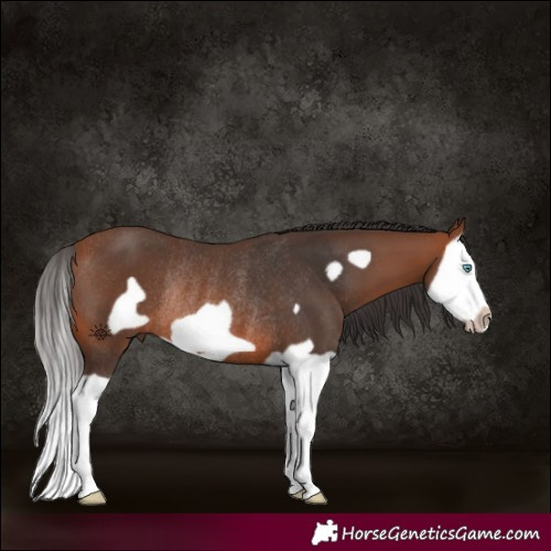 Horse Color:Bay Splash Frame Rabicano 