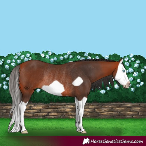 Horse Color:Bay Splash Frame Rabicano 
