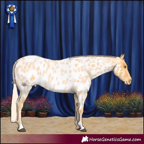 Horse Color:Palomino Roan Appaloosa 