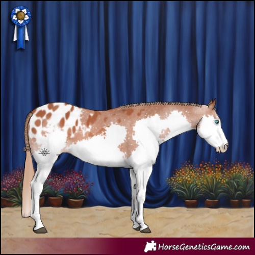 Horse Color:Chestnut Splash Appaloosa 