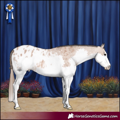 Horse Color:Bay Roan Splash Appaloosa 