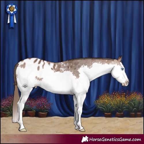 Horse Color:Bay Splash Appaloosa Rabicano 