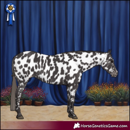 Horse Color:Smoky Black Appaloosa 
